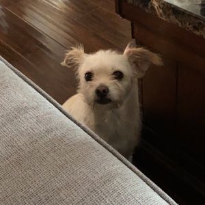 Meet your Posher, Cynthia